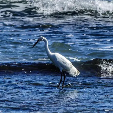 Atico Al Mar * El Ejido